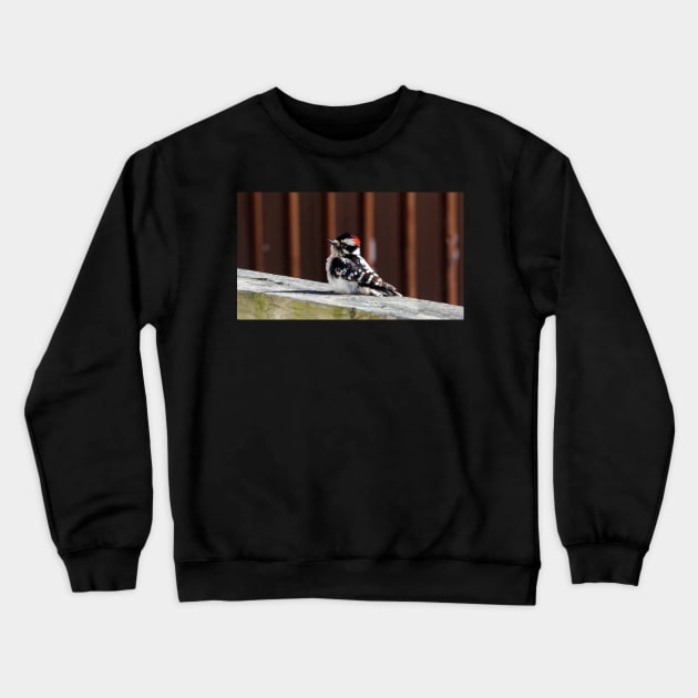 A Downy Woodpecker Sitting On My Deck Crewneck Sweatshirt by BackyardBirder